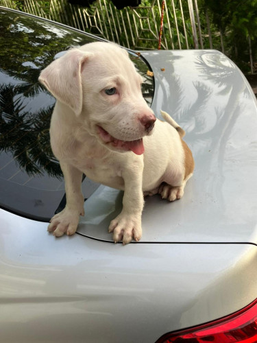 Purebred Pitbull Terrier Puppies (Red Nose)