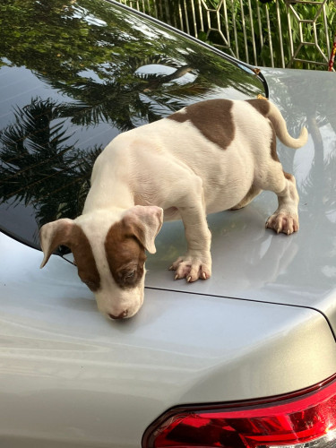 Purebred Pitbull Terrier Puppies (Red Nose)