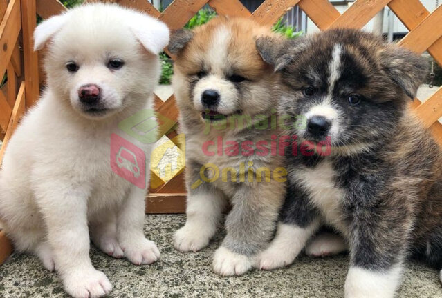 Cutest Akita Puppies