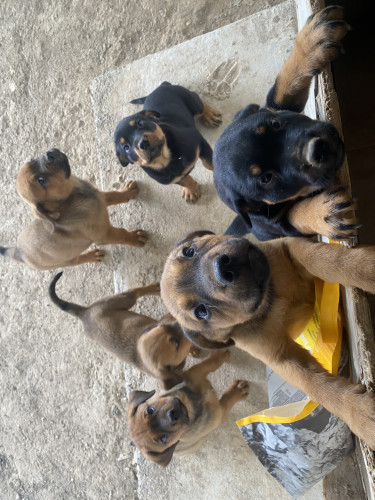 Mastiff/Rottweiler Puppies