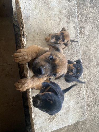 Mastiff/Rottweiler Puppies