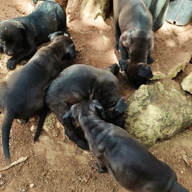 Pitbull Rottweiler Mix Pups