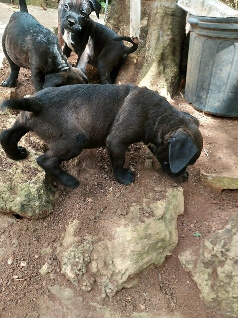 Pitbull Rottweiler Mix Pups