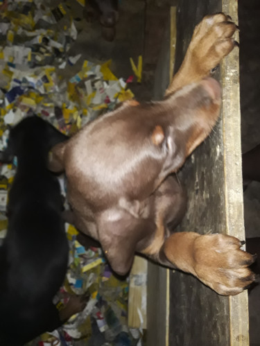 Doberman Puppies For Sale!!!