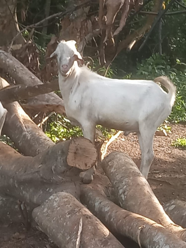 2 Ram Goats For Sale