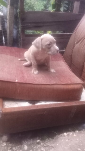 American Bully Puppy Female