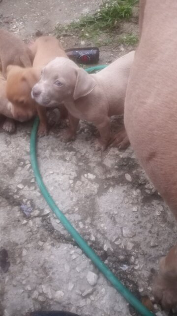 American Bully Puppy Female