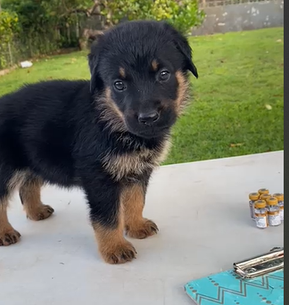 Full Breed German Shepard/Rotty Puppies 