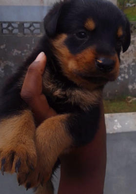 Full Breed German Shepard/Rotty Puppies 