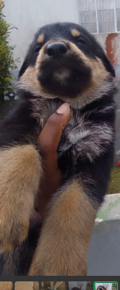 Full Breed German Shepard/Rotty Puppies 