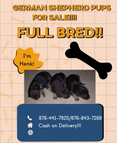 Full Bred German Shepherd Pups