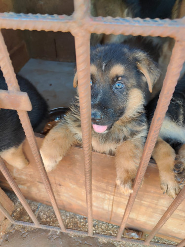 Purebred German Shepherd 