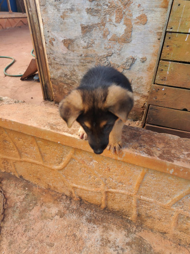 Purebred German Shepherd 