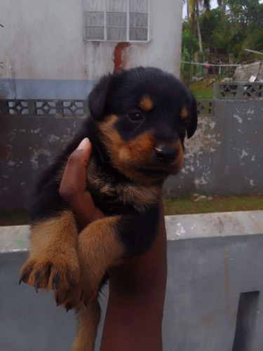 German Shepherd Rottweiler Mix 