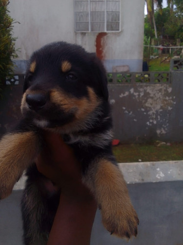 German Shepherd Rottweiler Mix 