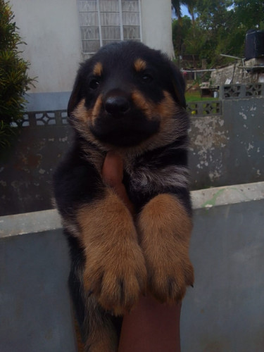 German Shepherd Rottweiler Mix 