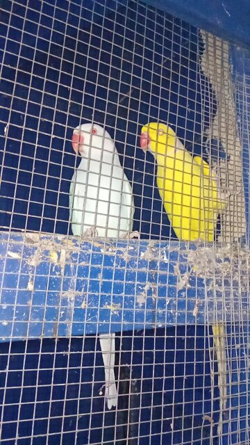 Indian Ringneck Parrots