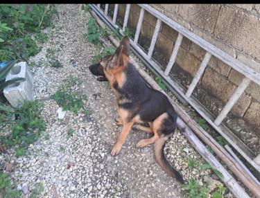 Female German Shepherd ( Negotiable)