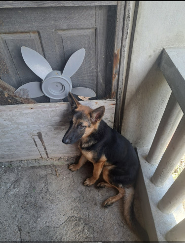 Female German Shepherd ( Negotiable)