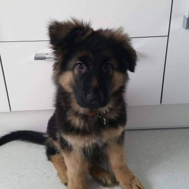 German Shepherd Puppies