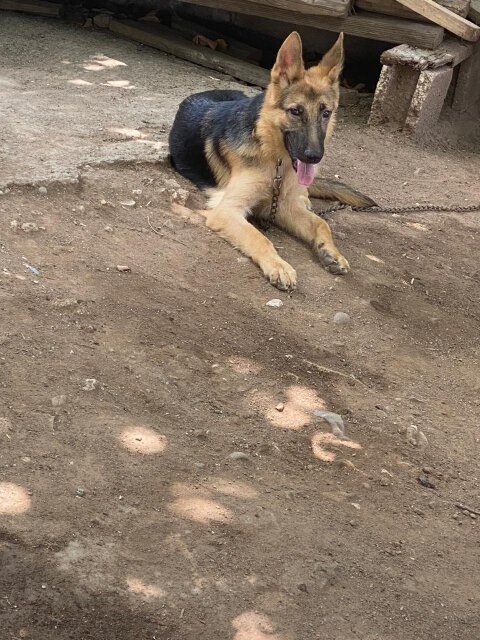 Fullbred German Shepard Male 10 Months Old