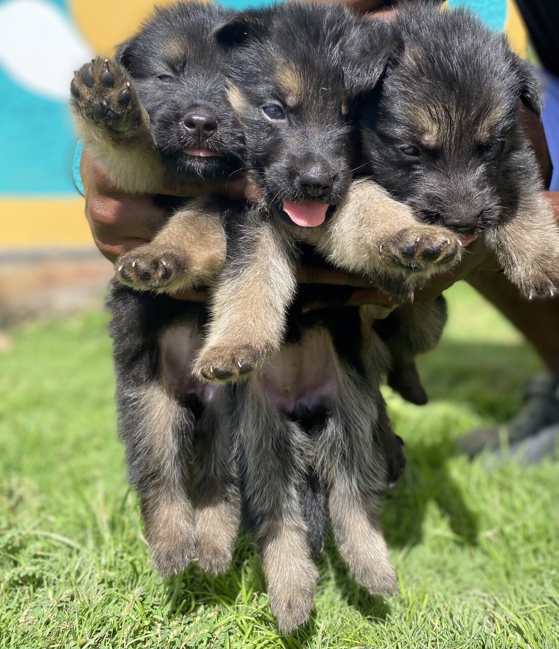 GREMAN SHEPERD PUPPIES FOR SALE - St.Elizabeth