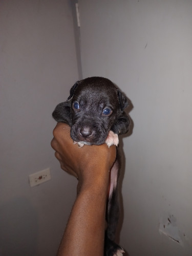 Purebred Pitbull Puppies 