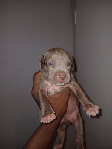 Purebred Pitbull Puppies 