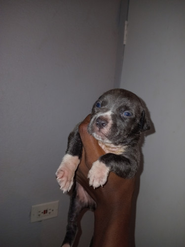 Purebred Pitbull Puppies 