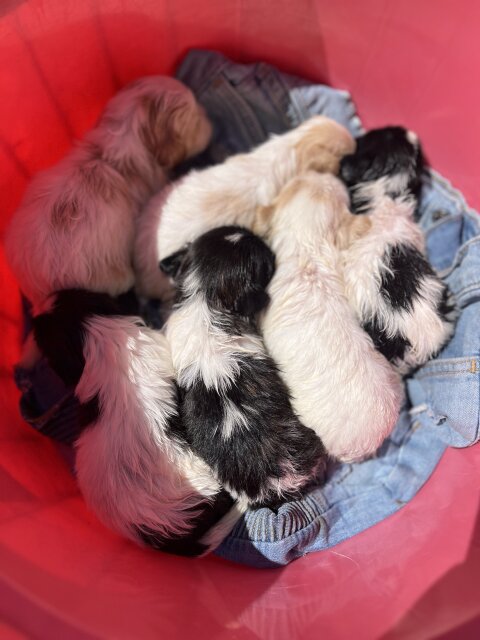 Pure Bred Shihtzu Available In 2 Weeks