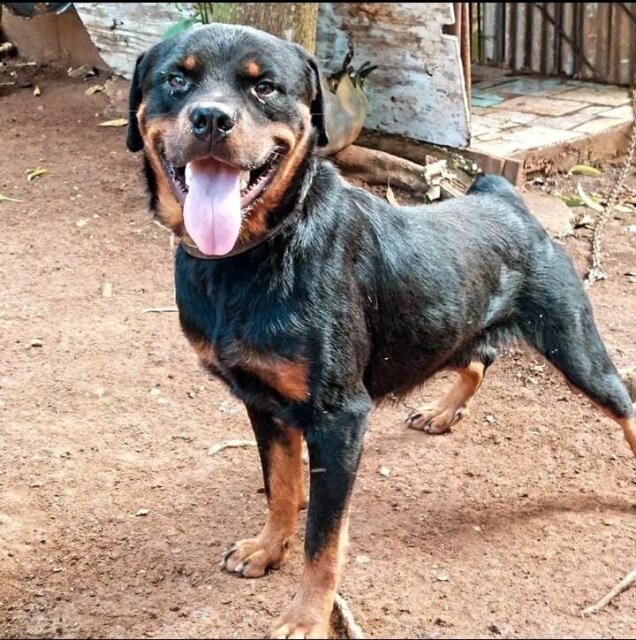 Rottweiler Pitbull Mix