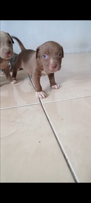 Purebred Pitbull Puppies 