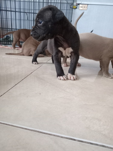 Purebred Pitbull Puppies 