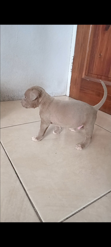 Purebred Pitbull Puppies 