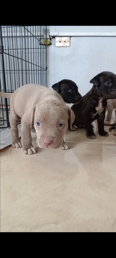 Purebred Pitbull Puppies 