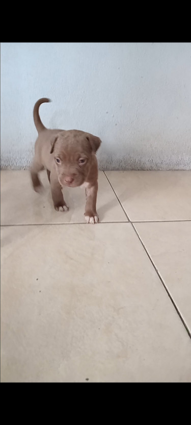 Purebred Pitbull Puppies 