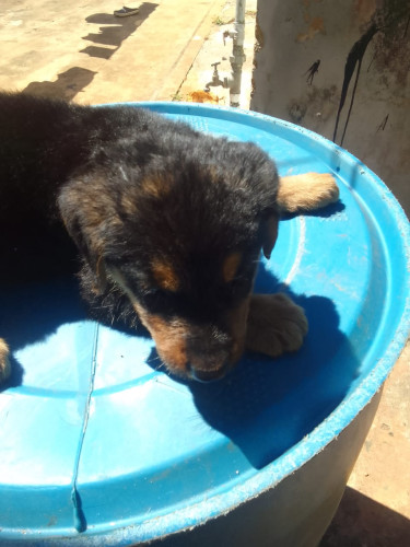 German Shepard X Rotty Mix Puppies 