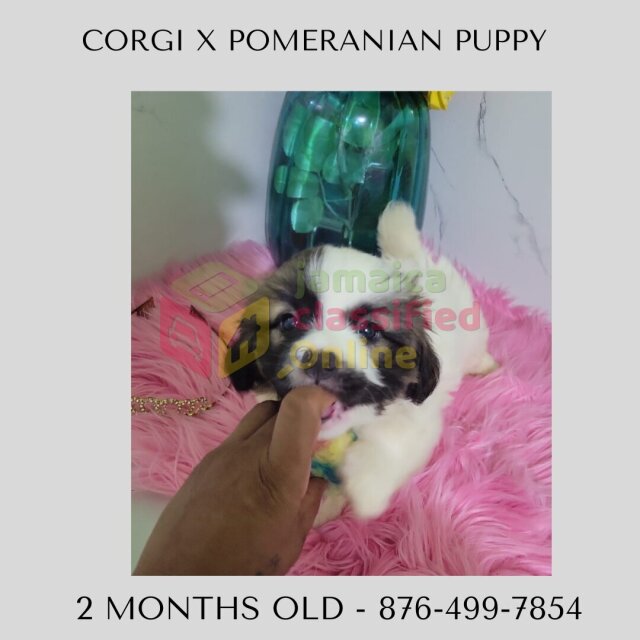 Corgi X Pomeranian Puppy - Last One Left