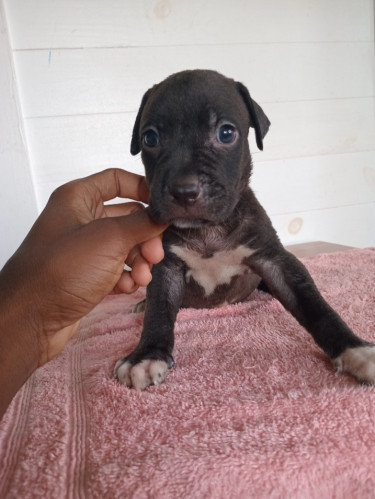 Purebred Pitbull Puppies 