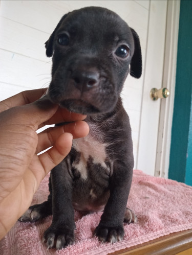 Purebred Pitbull Puppies 