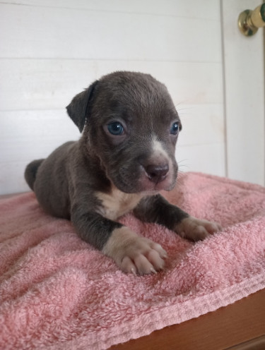 Purebred Pitbull Puppies 