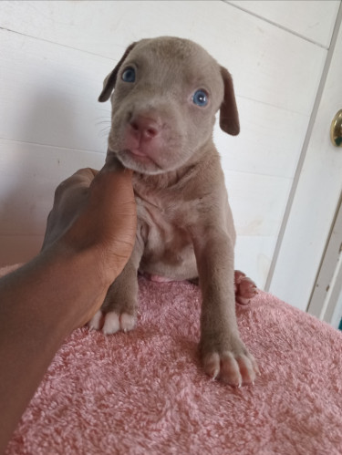 Purebred Pitbull Puppies 