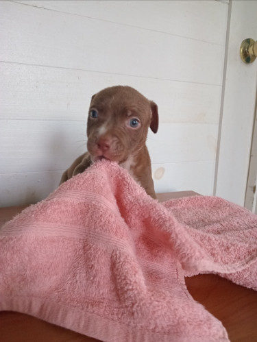 Purebred Pitbull Puppies 