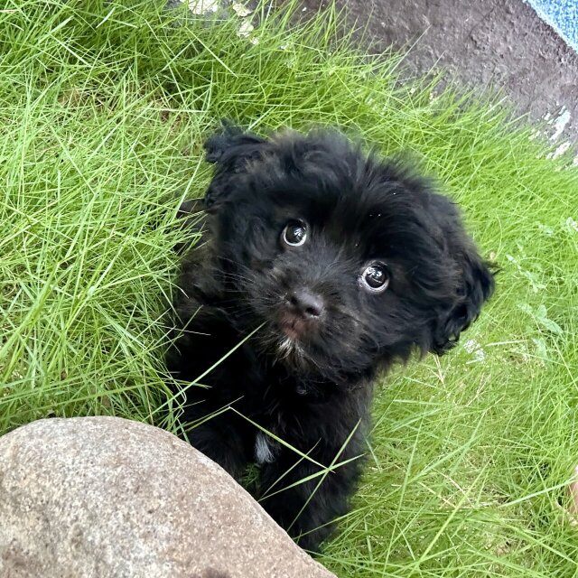 8 Weeks Old Shih Tzu?Pomeranian?Poodle