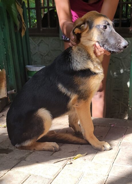 5 Month Old German Shepherd FOR SALE