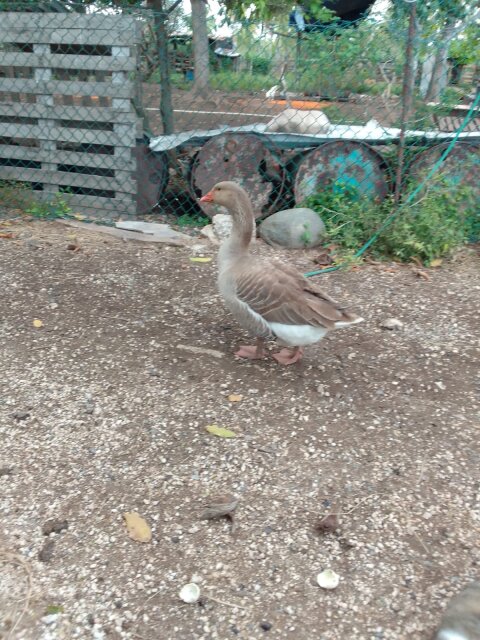 Tulouse Geese