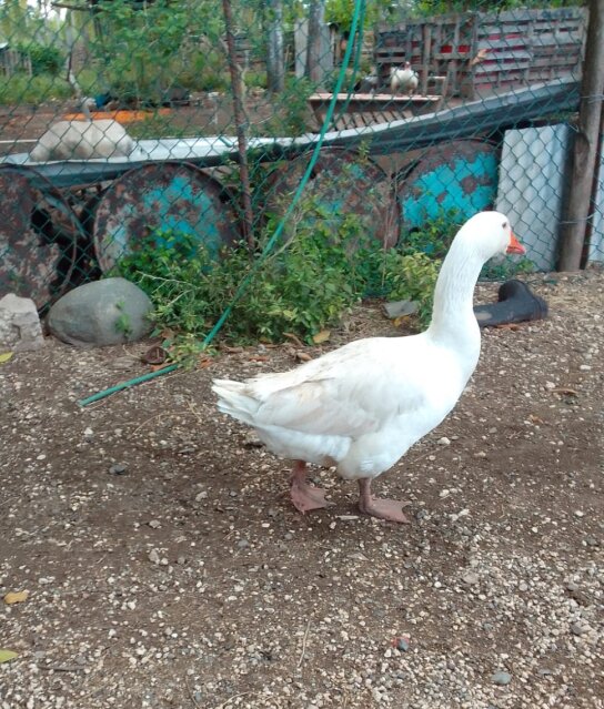 Tulouse Geese