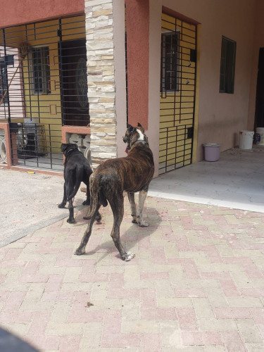 Great Dane X Labrador 