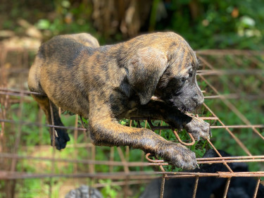 Great Dane X Labrador 