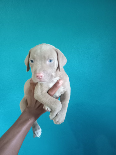 Purebred Pitbull Puppies 